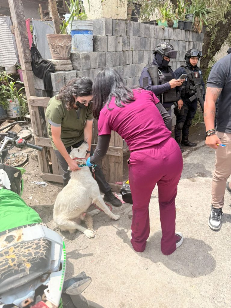 Rescatan a Ocho Perros en Condiciones de Maltrato en Santa Cruz Otzacatipan