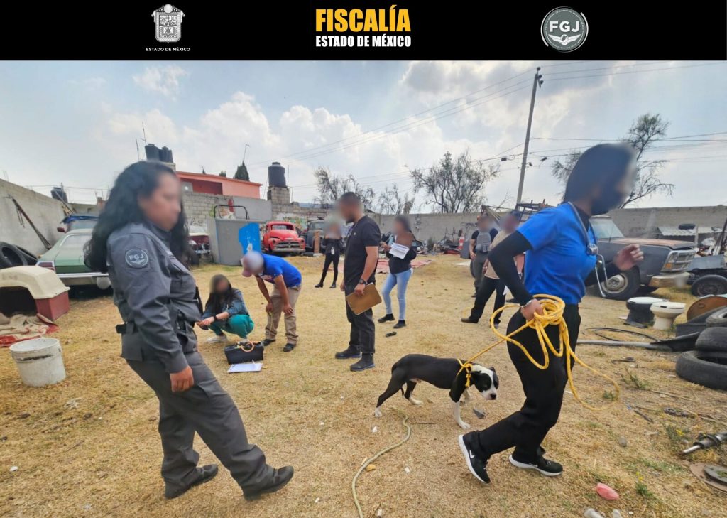 Autoridades Catean Inmueble en Toluca Para Localizar a dos Caninos Maltratados