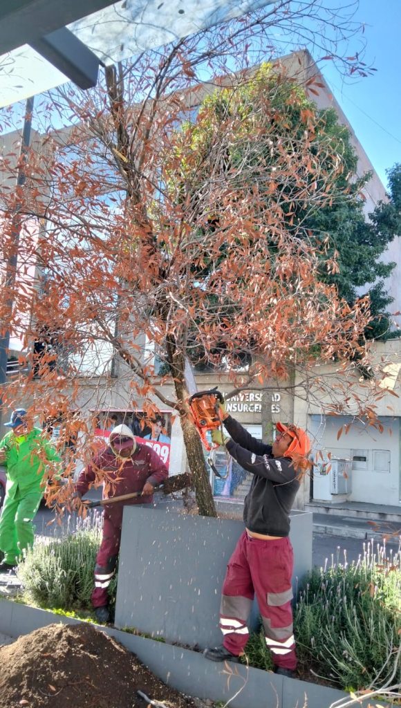 Sustituye Toluca 11 Árboles Secos Para Recuperar el Arbolado de la Plaza González Arratia
